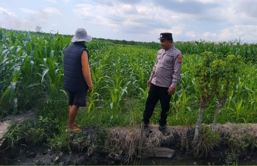 Dukung Ketahanan Pangan, Bhabinkamtibmas Polsek Bangorejo Monitor Perkembangan Tanaman Jagung Milik Warga